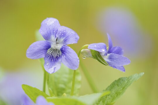 Early Dog-violets (Viola reichenbachiana), Masuria, Poland