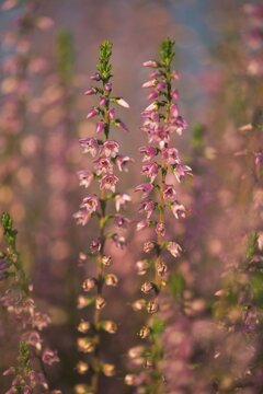 Common Heather (Calluna vulgaris), Emsland, Lower Saxony, Germany