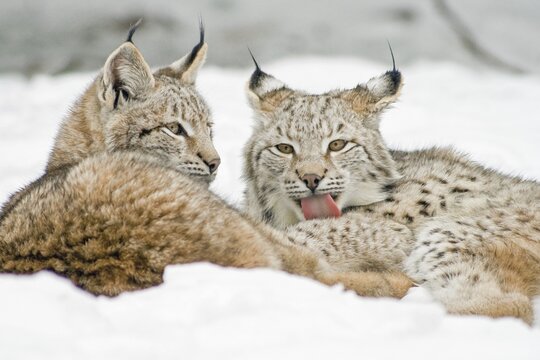 Two Lynxes (Lynx lynx) lying in the snow, captive, Germany