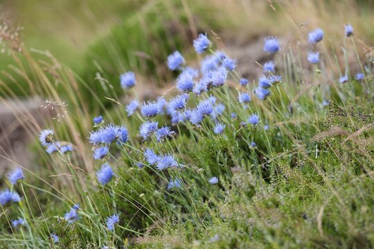 Sheep's Bit Scabious (Jasione montana), Vosges, Alsace-Lorraine, France