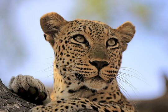 Leopard (Panthera pardus), adult, on tree, alert, observing, animal portrait, Sabi Sand Game Reserve, Kruger National Park, South Africa