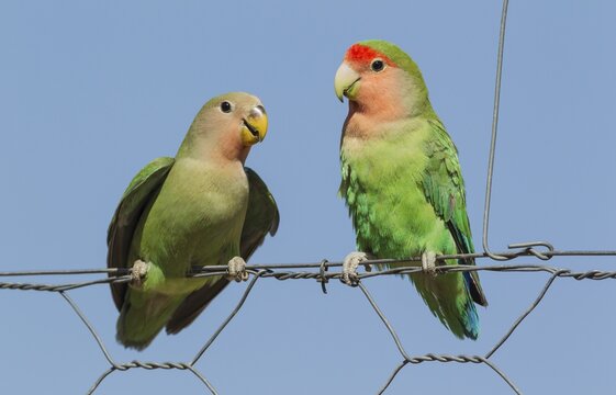 Rosy-faced lovebirds (Agapornis roseicollis), juvenile on left claiming food from adult on wire fence, South-east Namibia
