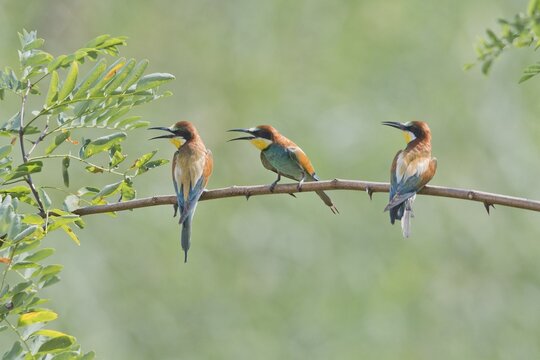 Bee-eater (Merops apiaster), Rhineland-Palatinate, Germany