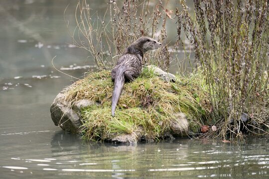 European otter (Lutra lutra), sitting on stone, captive, Switzerland
