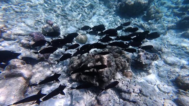 Large school of striated surgeonfish (Ctenochaetus striatus) moving together over a coral reef in the Maldives. Dynamic tropical underwater scene captured during snorkeling.
