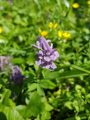Fototapeta premium Forest flower with multi-flowered purple brush (Corydalis solida), in green leaves, in spring forest (macro, vertical, animated photo, spring flower background, congratulation)