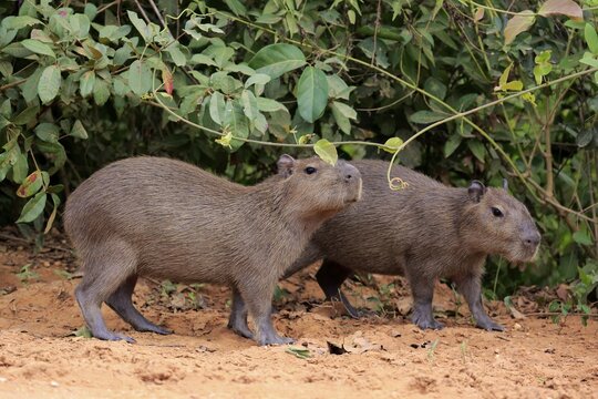 Capybara (Hydrochoerus hydrochaeris), young animals, on land, Pantanal, Mato Grosso, Brazil