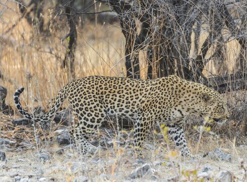 Leopard (Panthera pardus) walking before dry bushes, Etosha National Park, Namibia