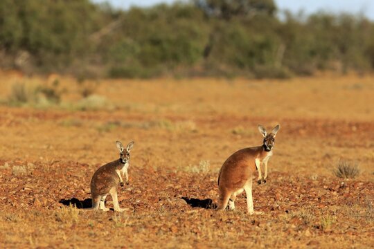 Red kangaroos (Macropus rufus), adult female with young animal, alert, Sturt National Park, New South Wales, Australia