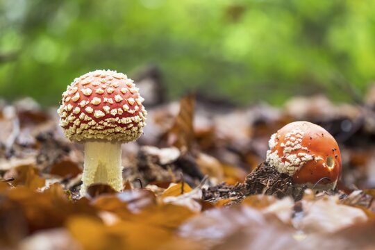 Fly agarics (Amanita muscaria) on forest soil, Hesse, Germany