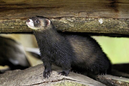 European polecat (Mustela putorius) also called ferret, sitting on wood pile, captive, Switzerland