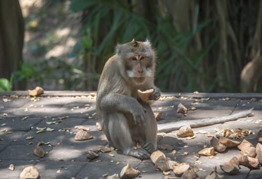 Crab-eating macaque (Macaca fascicularis), eats sweet potato, monkey forest of Ubud, Sacred Monkey Forest Sanctuary, Padangtegal, Ubud, Bali, Indonesia