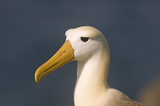 Waved Albatross or Gal&aacute;pagos Albatross (Diomedea irrorata), Espa&ntilde;ola Island, Gal&aacute;pagos Islands, UNESCO World Heritage Site, Ecuador
