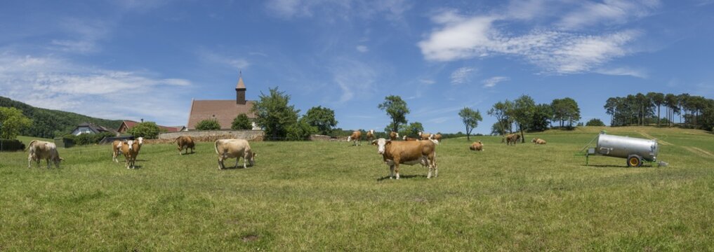 Cows in front of the church of, Schwarzensee, Lower Austria, Austria