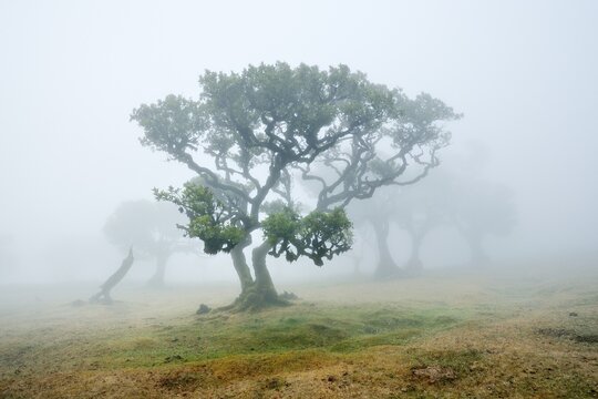 Old laurel forest or Laurissilva Forest, stinkwood (Ocotea foetens) trees in fog, UNESCO World Heritage Site, Fanal, Madeira, Portugal