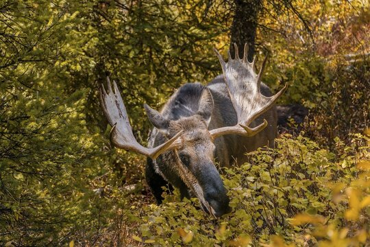 Male Elk (Alces alces) stands in dense bushes in the forest and eats, Grand Teton National Park, Wyoming, USA