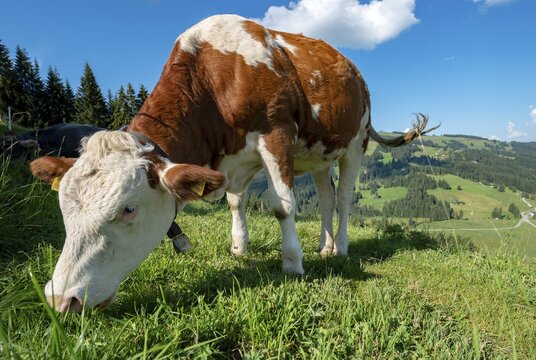Young calf (Bos primigenius taurus) grazes on a meadow, Simmental cattle, Hochbrixen, Brixen im Thale, Tyrol, Austria
