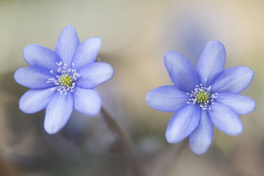 Liverwort (Hepatica nobilis), North Rhine-Westphalia, Germany