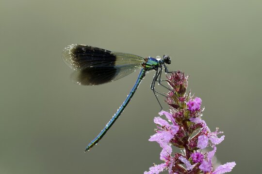 Banded Demoiselle (Calopteryx splendens), male, Reussspitz, Maschwanden, Switzerland, Europe