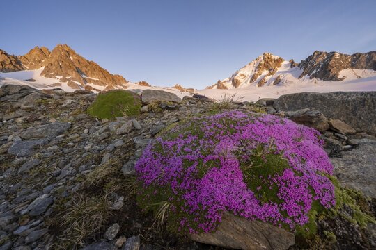 Evening mood, Blooming moss, Glacier du Tour, Glacier and mountain tops, High alpine landscape, T&ecirc;te Blanche, Petite and Grande Fourche on the left, Aiguille du Chardonnet on the right, Chamonix, Haute-Savoie, France