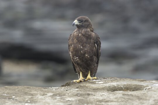 Gal&aacute;pagos Hawk (Buteo galapagoensis), Isla San Salvador, Isla Santiago, Gal&aacute;pagos Islands