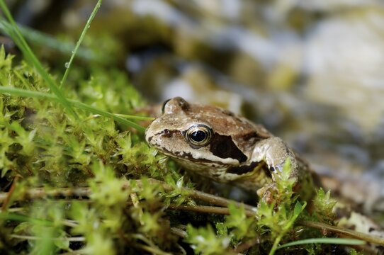 Grass or common frog sitting in moss