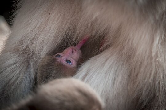 Japanese macaque (Macaca fuscata), kitten at suckling, Yamanouchi, Nagano Prefecture, Honshu Island, Japan
