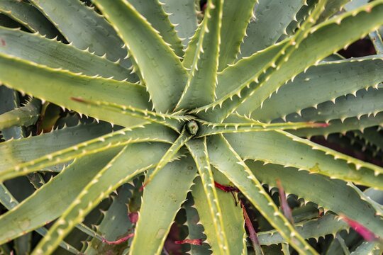 Aloes (Aloe), leaf with spines, detail view, Botanical Garden, Dahlem, Berlin, Germany