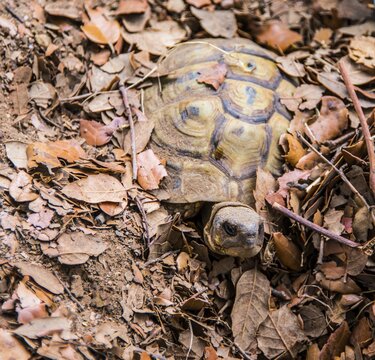 Hermann tortoise (Testudo hermanni) buried in foliage, Corsica, France