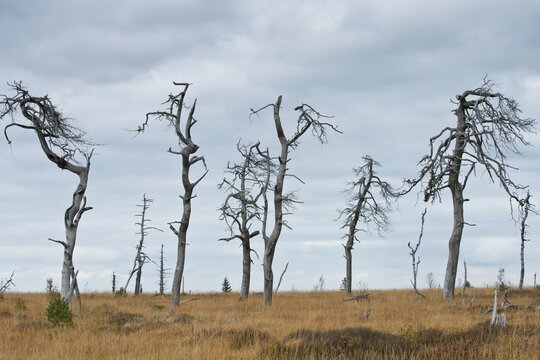 Dead pines in a bog (Pinus sylvestris), High Fens, Belgium