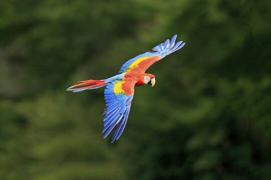 Scarlet macaw (Ara macao), adult, flying, parrot, Brazil