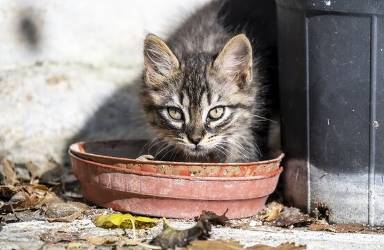 Baby cat drinking from a bowl, Paros, Cyclades, Aegean Sea, Greece
