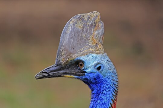 Double-wattled cassowary (Casuarius casuarius), adult, portrait, Australia