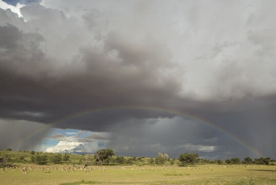 Springboks (Antidorcas marsupialis), large herd grazing in the Auob riverbed, camelthorn trees (Acacia erioloba), during the rainy season in green surroundings, cumulonimbus cloud, rainbow and rain showers, Kalahari Desert, Kgalagadi Transfrontier Park, S