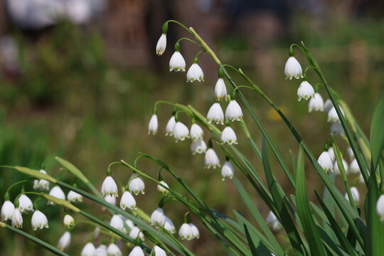 flowers of snowflake