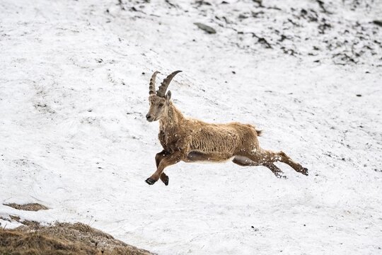 Alpine Ibex (Capra Ibex) runs over snow field, Hohe Tauern National Park, Carinthia, Austria