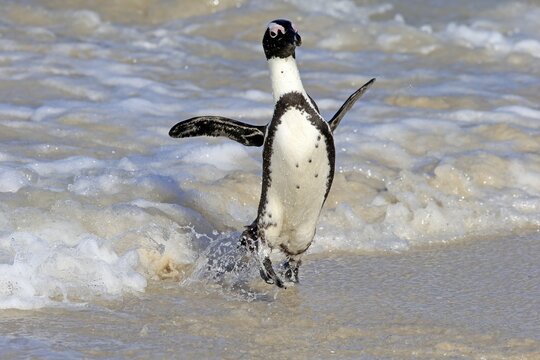 African penguin (Spheniscus demersus), adult, on the beach, coming out of the water, running, spreading wings, Boulders Beach, Simonstown, Western Cape, South Africa