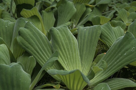 Water cabbage (Pistia stratiotes) Botanical Garden Berlin, Berlin, Germany