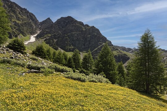 Ascent to the Schaubach Hut, mountain meadow with carpet of b&uuml;tten, yellow, Larches (Larix) near the mountain village of Sulden, Solda, district of the municipality of Stilfs, Suldental, Ortler Alps, Ortles, Vinschgau, Trentino-South Tyrol, Italy