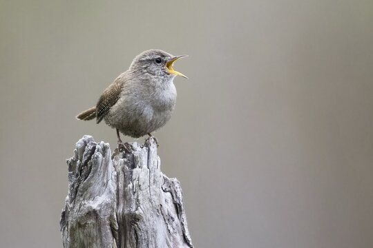 Eurasian wren (Troglodytes troglodytes) standing on dead wood, chirping, singing, Hesse, Germany