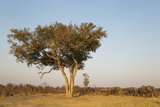 African Elephant (Loxodonta africana), herd in the Savuti marsh, moving past an Apple-leaf tree (Lonchocarpus capassa), Chobe National Park, Botswana