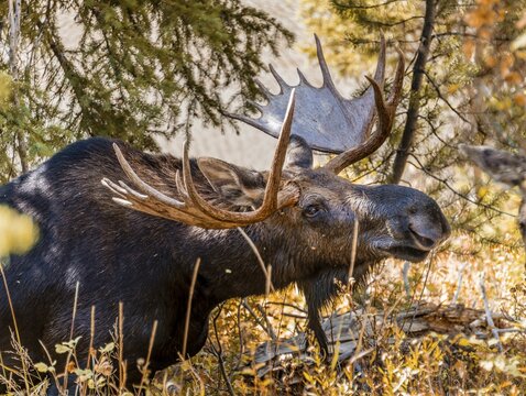 Male Elk (Alces alces) stands in dense bushes in the forest and eats, Grand Teton National Park, Wyoming, USA