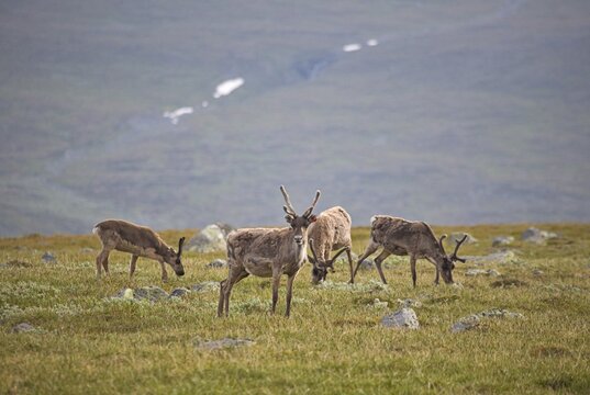 Domestic Reindeer (Rangifer tarandus) near Jotunheimen, Valdresflya, Norway, Scandinavia, Europe