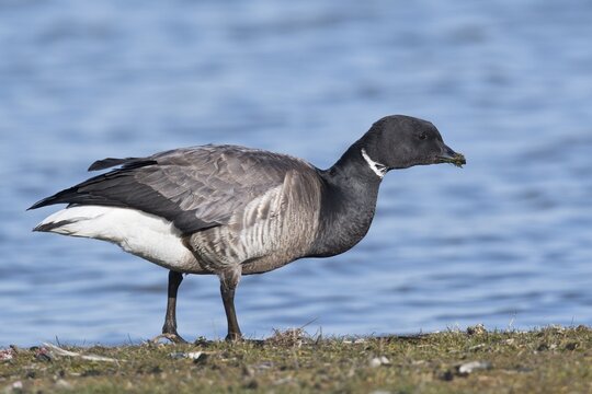 Brant goose (Branta bernicla), Texel, North Holland, Netherlands