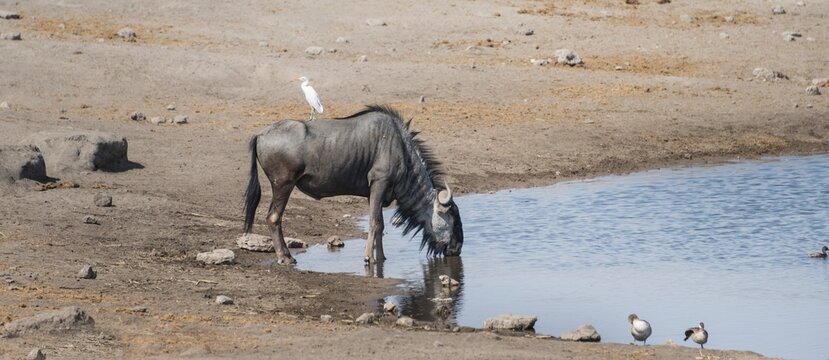 Blue Wildebeest (Connochaetes taurinus) with a Cattle Egret (Bubulcus ibis) on its back drinking at the waterhole of Chudop, Etosha National Park, Namibia