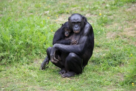 Bonobo, pygmy chimpanzee (Paniscus), adult, female, mother, young, social behaviour, endangered species, captive