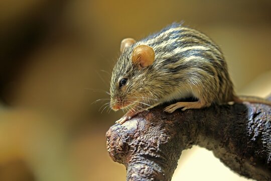 Striped mouse (Lemniscomys barbarus), adult, on branch, watchful, captive, Switzerland