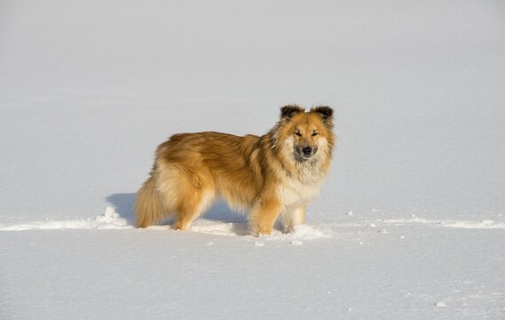 Islanddog (Canis lupus familiaris), runs in snow, also Icelandic Spitz, Icelandic Shepherd, Iceland