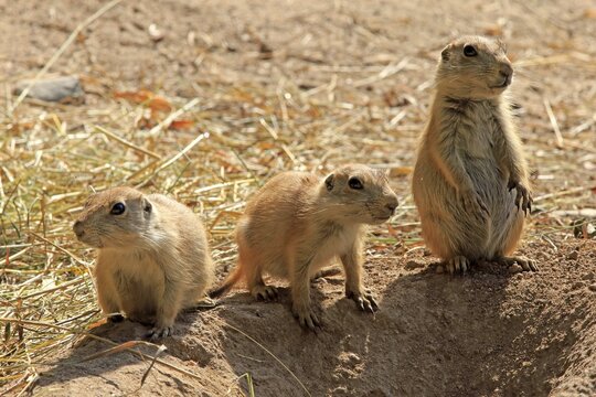 Black-tailed Prairie Dog (Cynomys ludovicianus), three young animals, upright standing, alert, captive, Germany