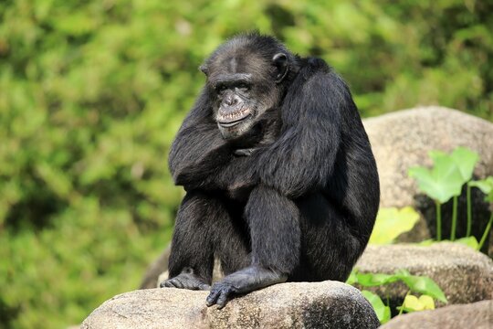 Chimpanzee (Pan troglodytes troglodytes), adult male, sitting on rock, relaxed, captive, occurrence Africa